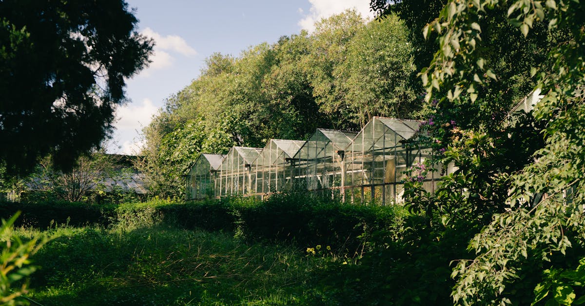 glass greenhouses amid dense foliage on a sunny day in tirana albania