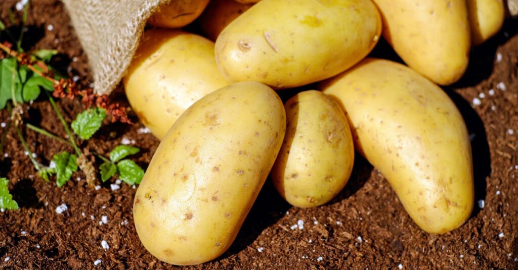 golden potatoes spilling from a burlap sack onto rich soil ready for cooking