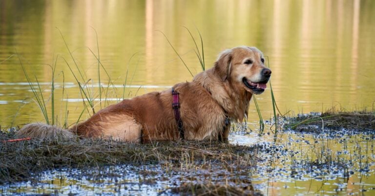 5 Best Dog Kennel Cooling Systems for Summer Heat That Save Money