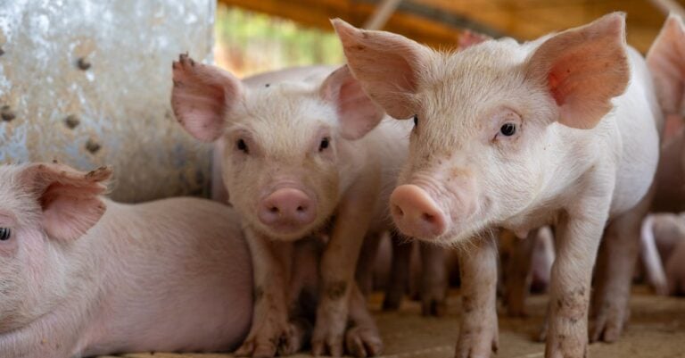 7 Best Odor Control Disinfectants for Small Animal Enclosures That Work Without Harsh Chemicals