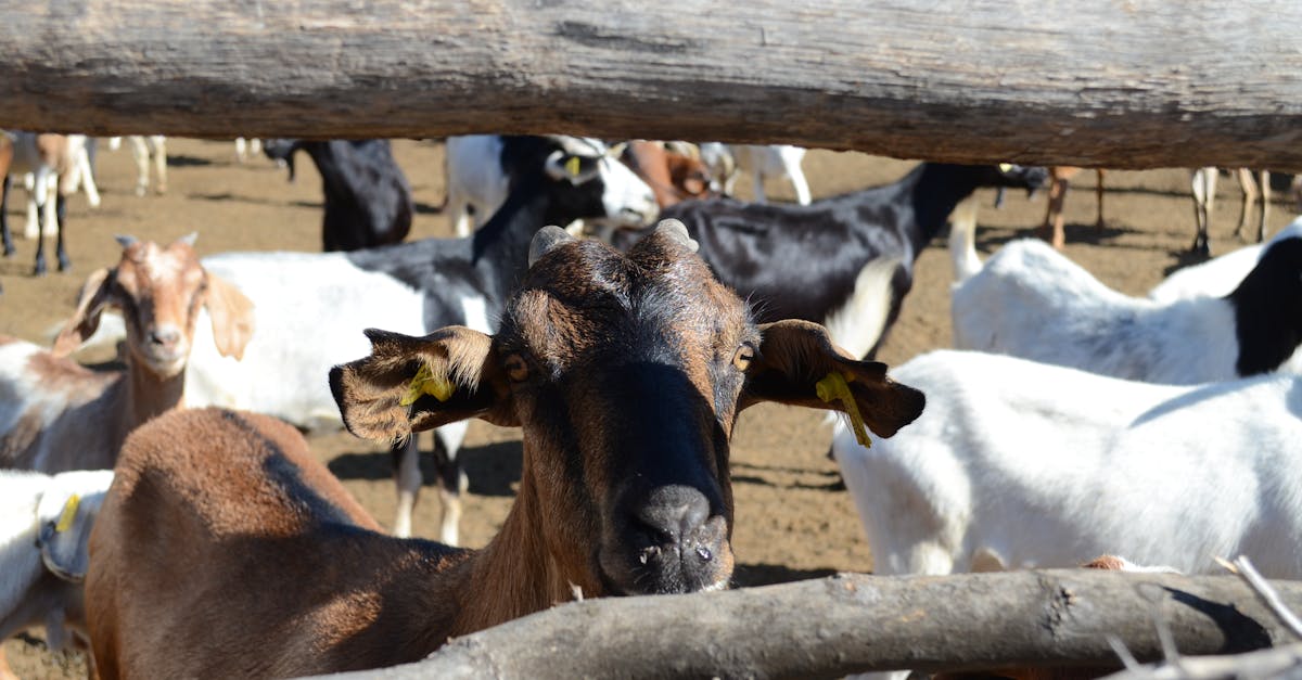 group of domestic goats in a sunny outdoor enclosure captured through a wooden fence