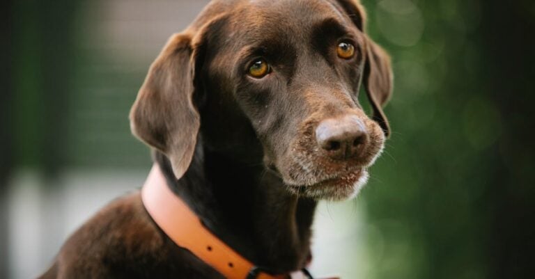 5 Best Insulated Tarps for Keeping Animals Warm on a Budget