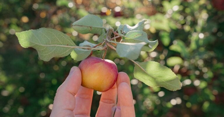 4 Best Platform Hand Trucks for Hauling Garden Produce That Save Your Back