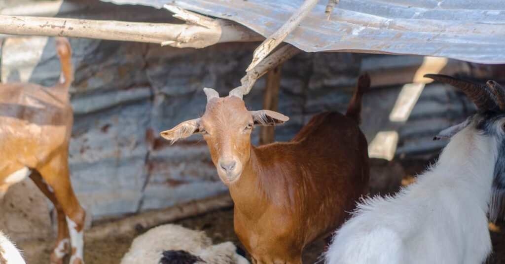 herd of brown and white goats in countryside near metal construction in sunny day 1