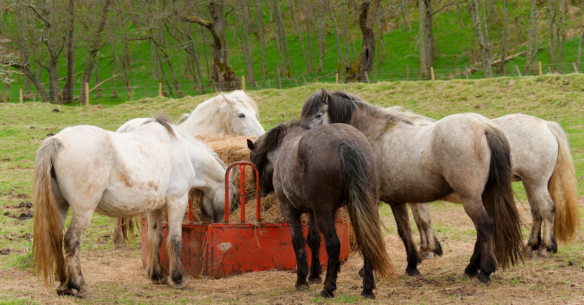 herd of horses feeding together from a hay feeder in a lush green field