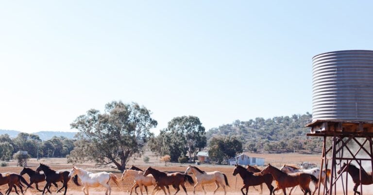 6 Best Sugar Free Horse Treats for Laminitic Horses That Vets Approve