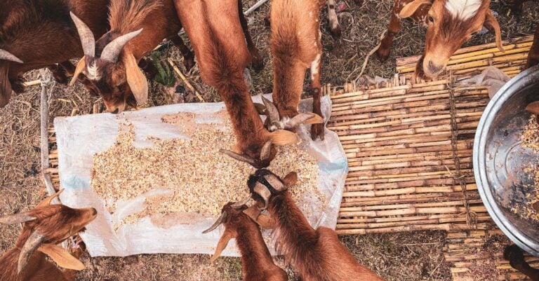 5 Best Electric Grain Mills for Grinding Livestock Feed on a Budget