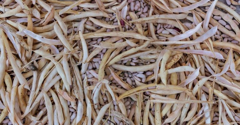 3 Best Pergola Beans for Edible Screens That Create Privacy Fast