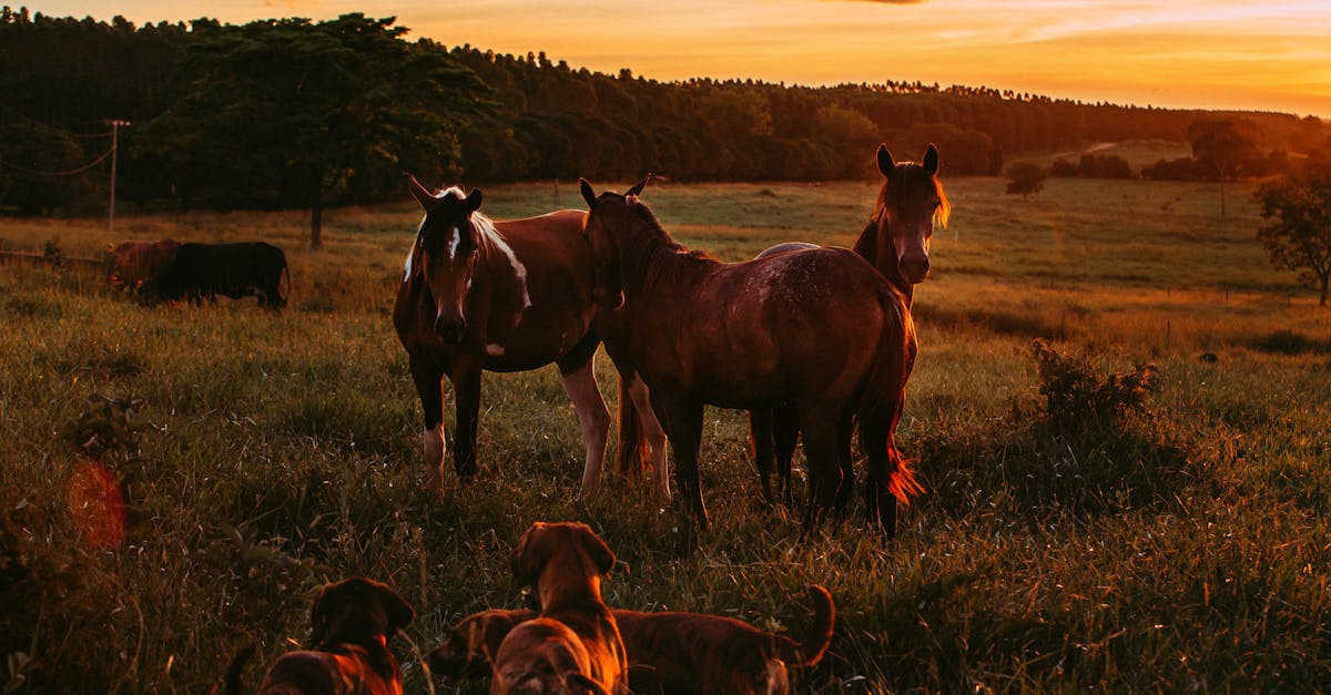 horses and dogs stand together in a picturesque countryside at sunset in belo horizonte
