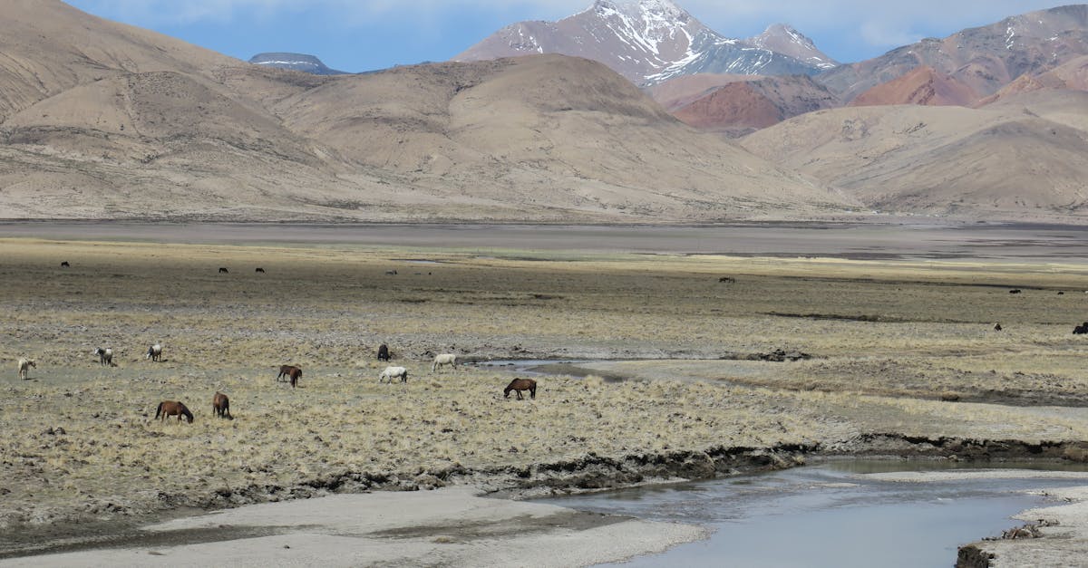 horses grazing in a vast dry valley with mountains in the background under a partly cloudy sky