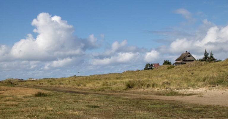 7 Best Bahia Grass Seed For Pasture That Thrive in Coastal Sands