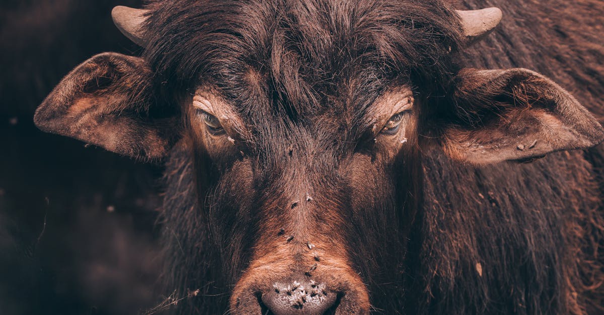 intense close up shot of a water buffalo with a striking gaze showcasing its rugged features