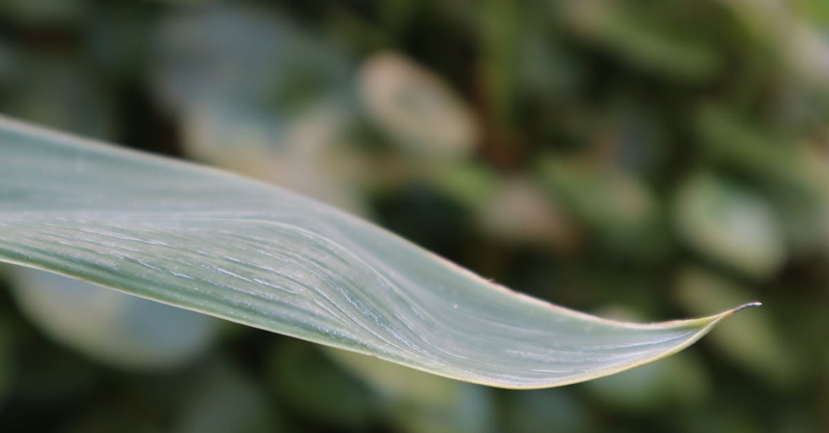 leafy 1