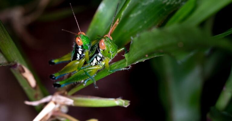 4 Best Trigger Sprayers for Controlling Insects That Work Every Time