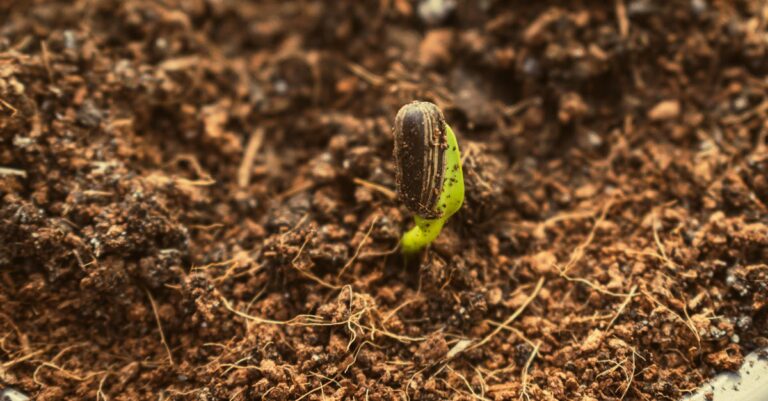 4 Best Plant Pot Liners for Preventing Root Rot That Save Plants