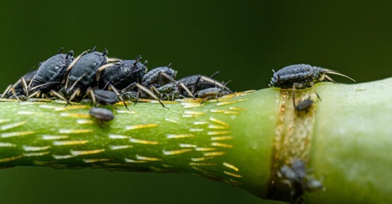 6 Best Greenhouse Pest Control Solutions for Aphids Without Chemicals