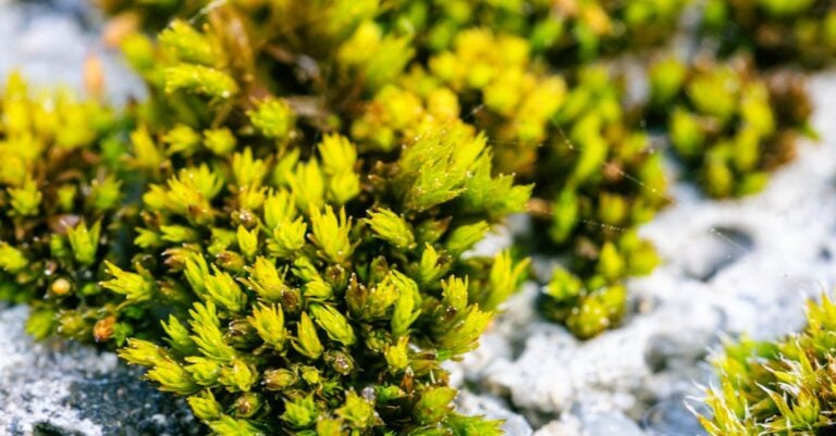 7 Best Stone Mulch for Alpine Plants That Prevent Root Rot