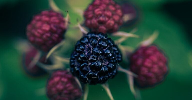 7 Best Blackberry Seeds for Thornless Varieties That Thrive