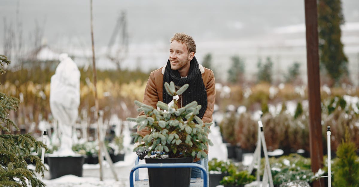 man in a brown jacket stands in a plant nursery holding a potted spruce on a trolley amidst a wint