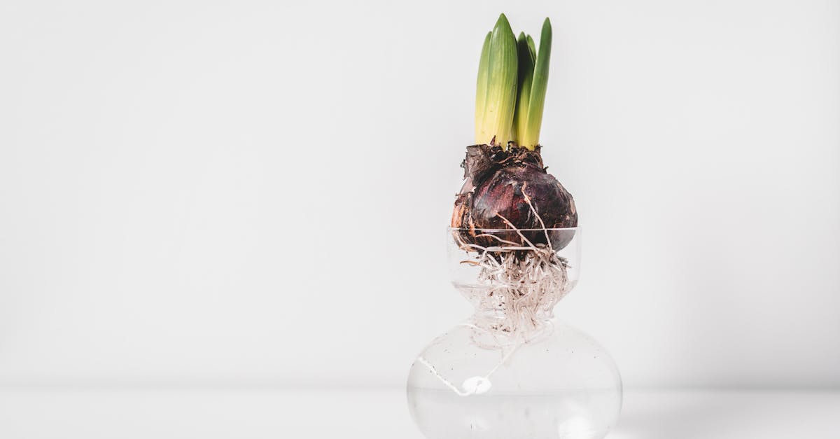 minimalist photo of a sprouting bulb in a glass vase with roots visible against a white background