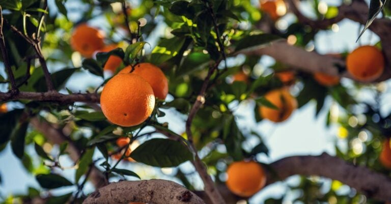 3 Best Orchard Netting for Protecting Fruit Trees That Prevent Bird Damage