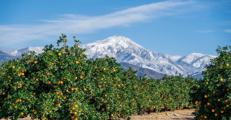 3 Best Horticultural Oils for Fruit Trees with Scale Without Chemicals