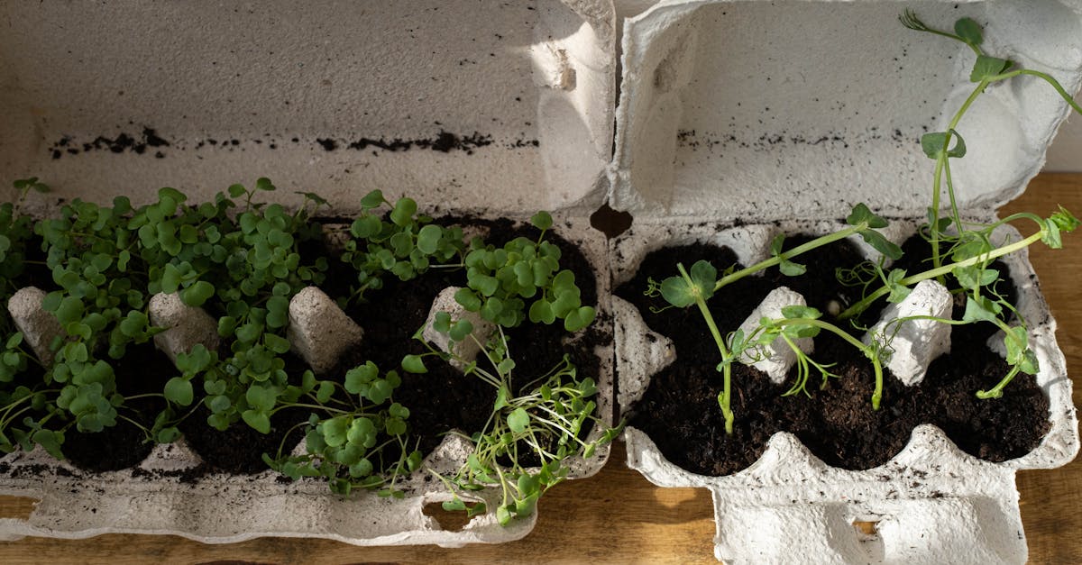 organic herbs growing in recycled egg cartons on a wooden surface embracing zero waste gardening