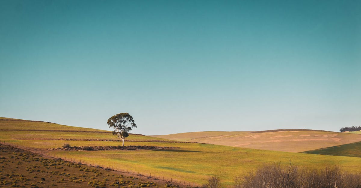 peaceful rural landscape with a lone tree on rolling hills under a clear blue sky