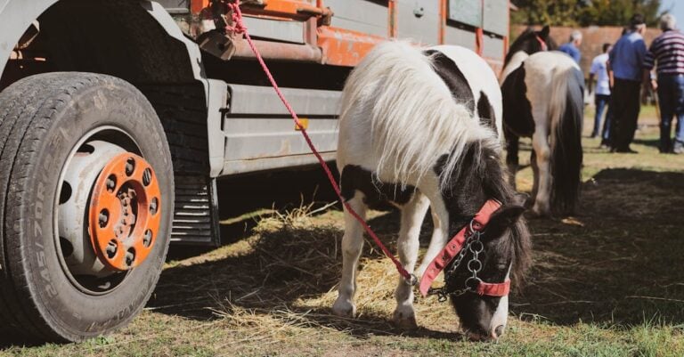 3 Best Small Hole Hay Nets for Ponies That Prevent Health Issues