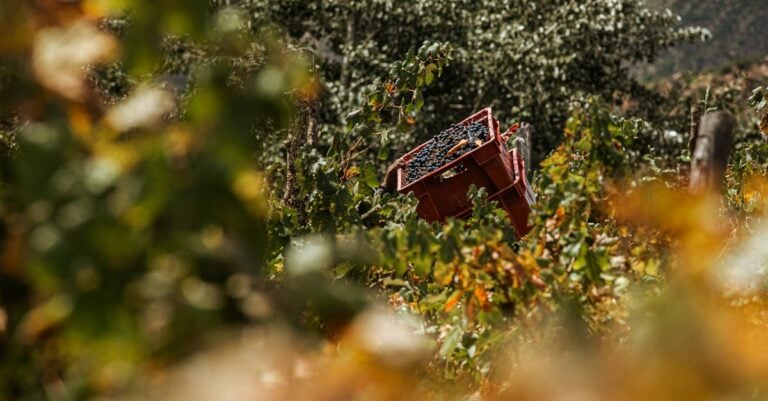 5 Best Grape Harvesting Knives for Small Vineyards That Cut Clean