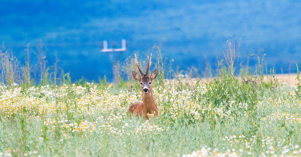 roe deer gazing in a flower covered meadow near poprad slovakia during spring