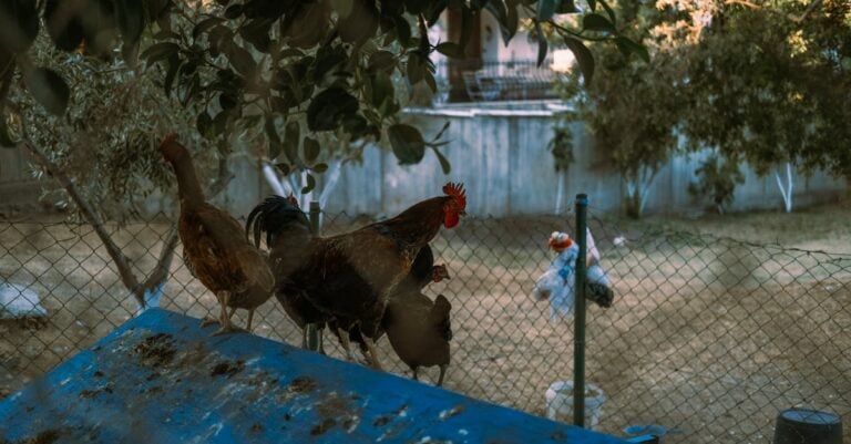 7 Best Chicken Coop Shade Cloths for Summer Heat That Beat the Sun
