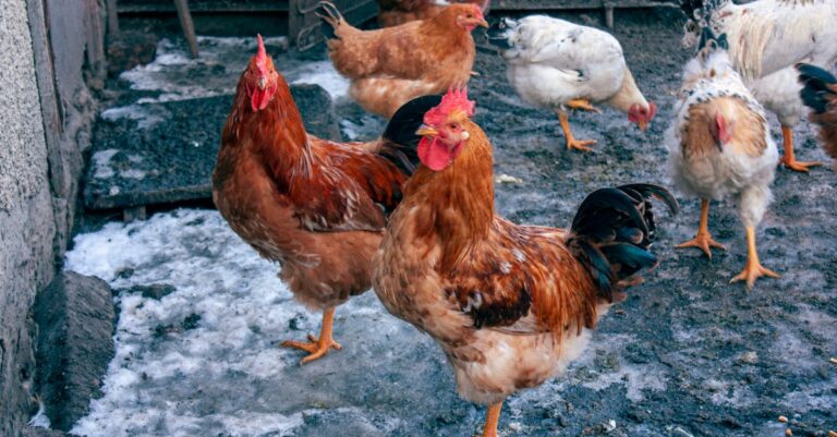 7 Best Chicken Coop Insulation Panels for Extreme Cold That Save Energy