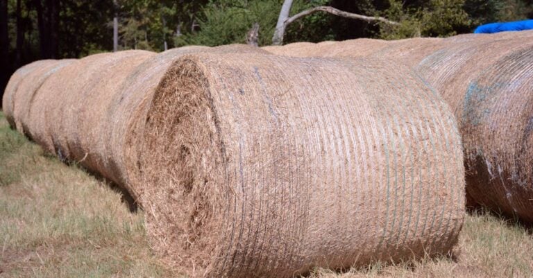 5 Best Round Bale Feeders for Cattle in Winter That Cut Waste