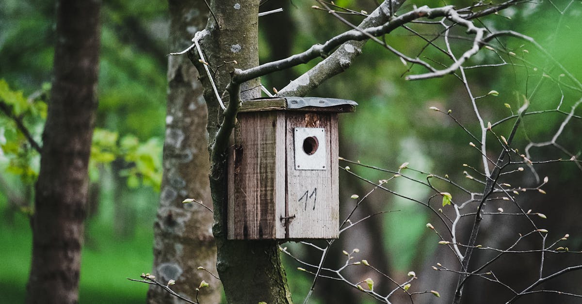 rustic birdhouse attached to a tree in a lush green forest during spring showcasing nature s beauty