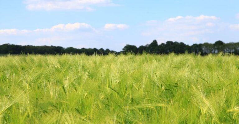 7 Best Agricultural Weather Stations for Crop Prediction That Prevent Common Issues