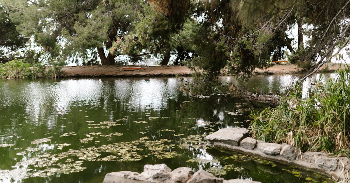 serene and peaceful forest lake with lush greenery and reflective waters creating a calming atmosphe