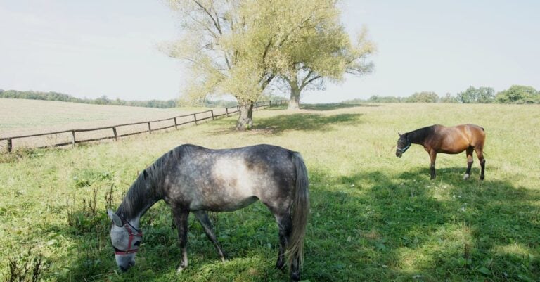 3 Best GPS Fence for Livestock With Escape Artists That End Losses