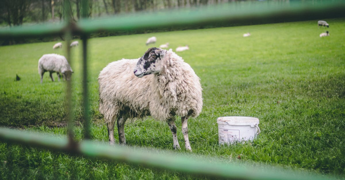 sheep grazing in a lush green pasture with a focus on rural farm life