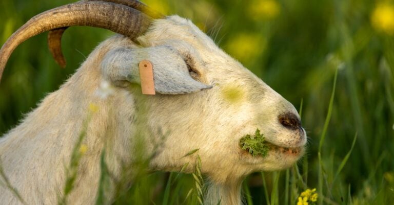 7 Best Long Lasting Tag Applicators for Farm Use That Save Money