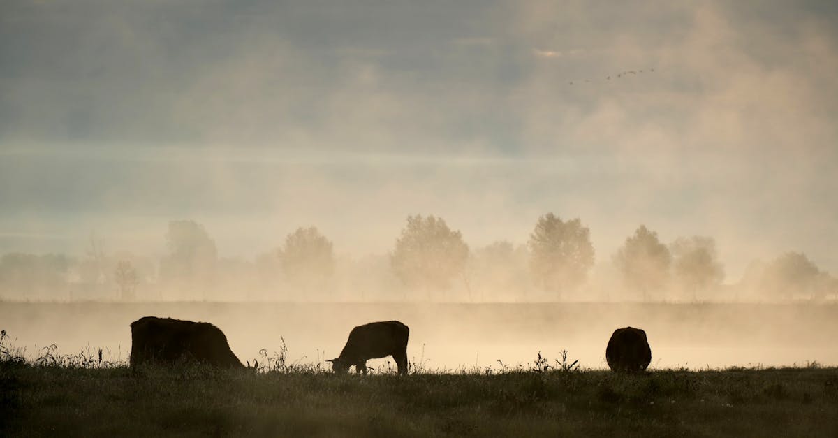 silhouetted cows grazing in a misty meadow at sunrise creating a serene and atmospheric landscape 1