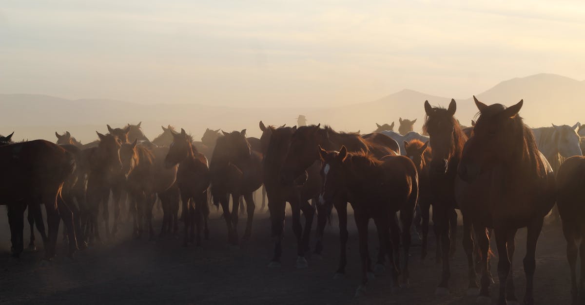 silhouetted horses in a dusty field during sunset creating a dramatic scene