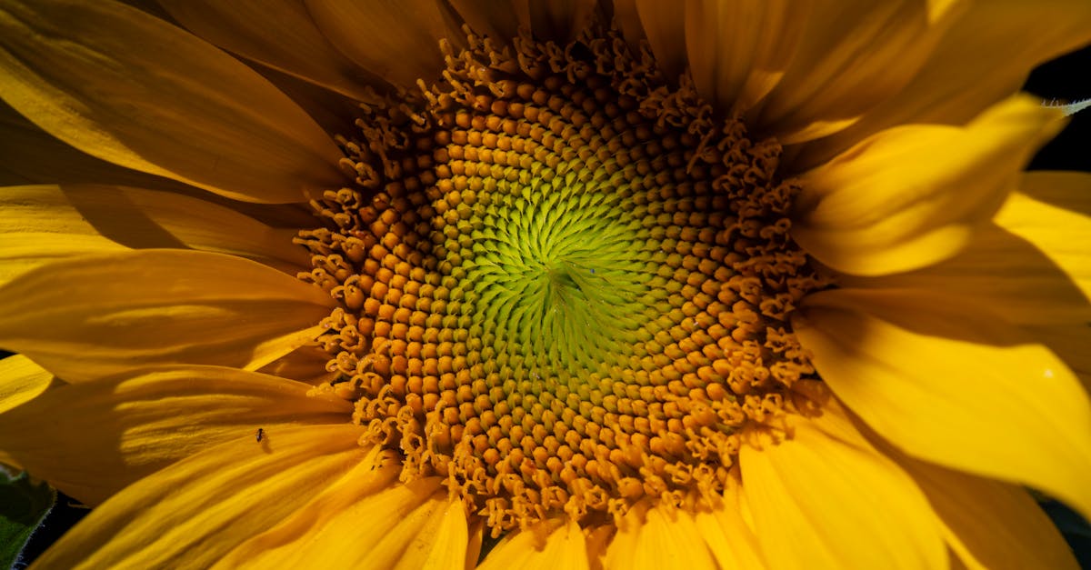 stunning macro shot capturing the vibrant yellows of a sunflower in full bloom