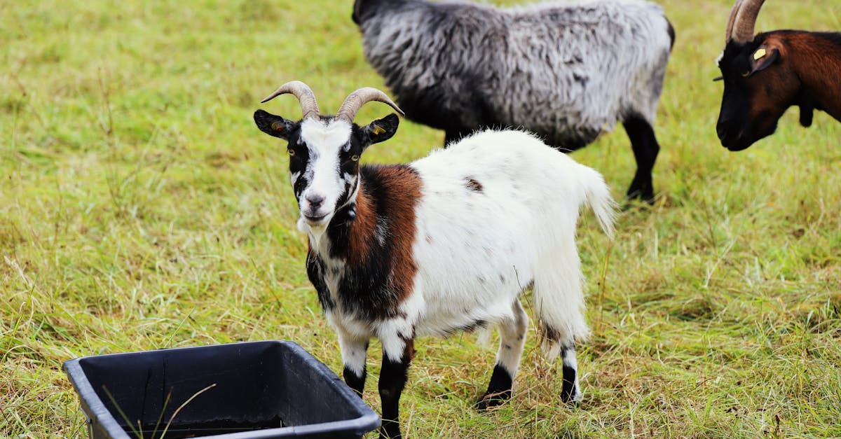 three goats graze on a meadow beside a water trough on a farm showcasing pastoral life 1