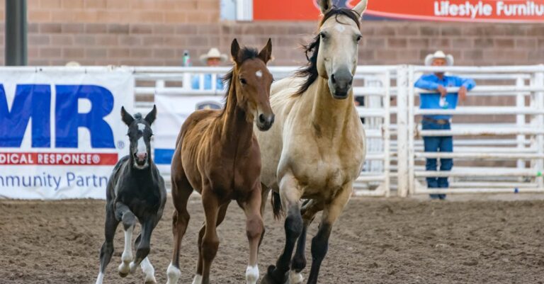 6 Best Horse Vitamin Pellets for Performance Horses That Pros Trust
