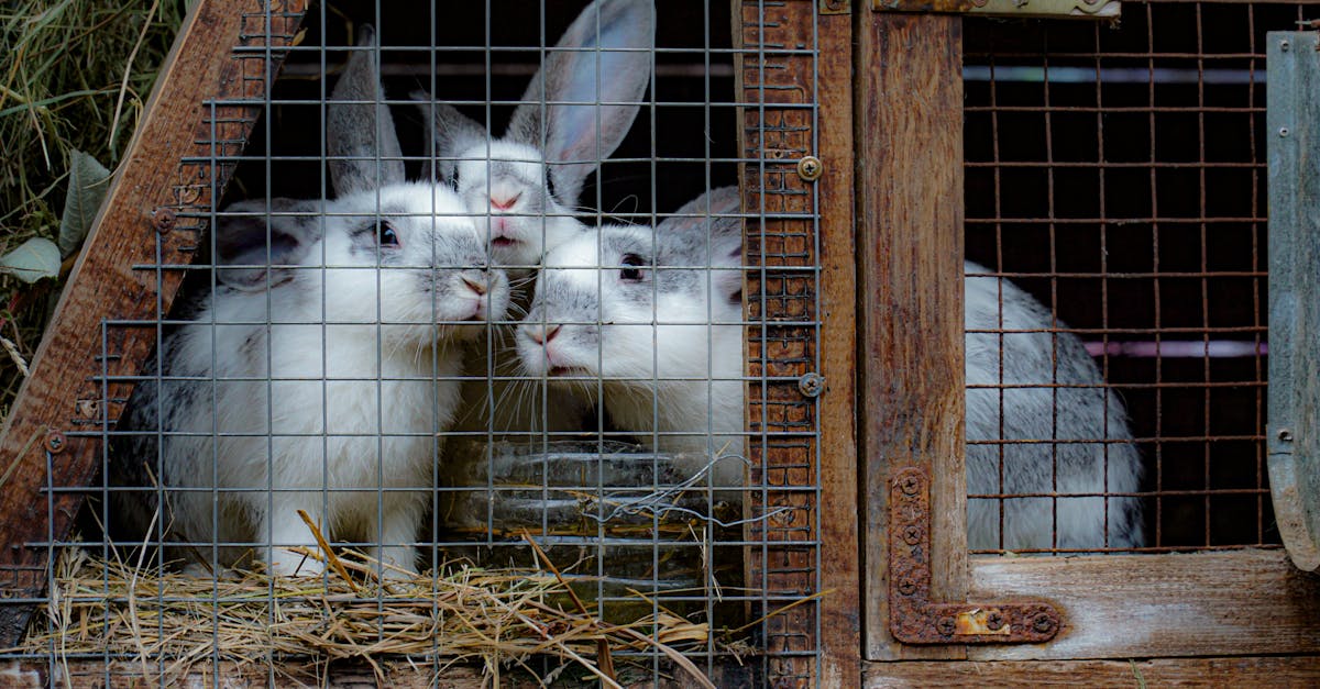three rabbits sit behind a wire fence in a wooden cage surrounded by hay