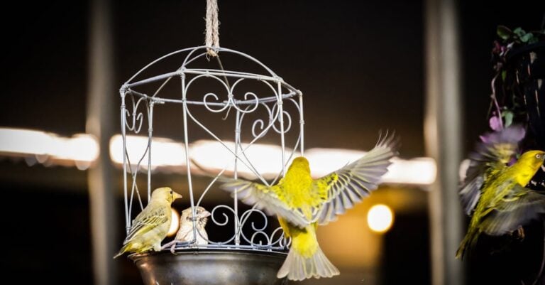 5 Best Caged Feeders for Protecting Small Birds That End Bully Birds