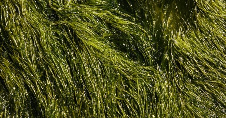 4 Best Liquid Seaweed Extract for Seedling Growth That Boost Roots