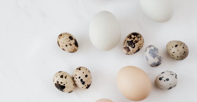 5 Best Chicken Eggshell Treats for Calcium Boost That Prevent Laying Issues