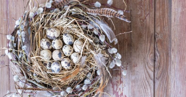 4 Best Quail Nesting Material for Comfortable Laying That Work